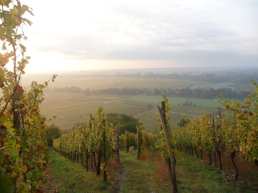Vignobles Frey-Sohler Apartment Scherwiller Bagian luar foto