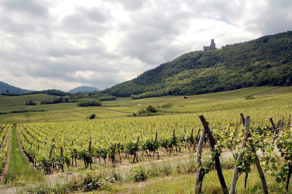 Vignobles Frey-Sohler Apartment Scherwiller Bagian luar foto